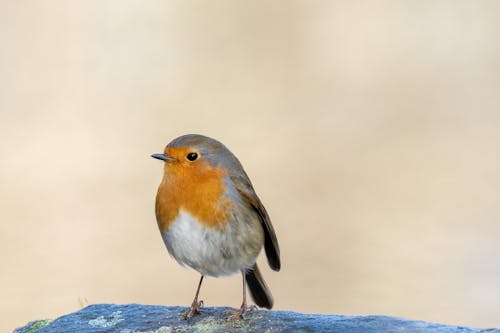 Small European Robin