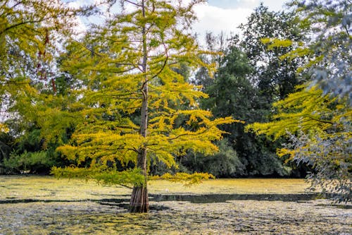 A tree in the middle of a swamp with yellow leaves