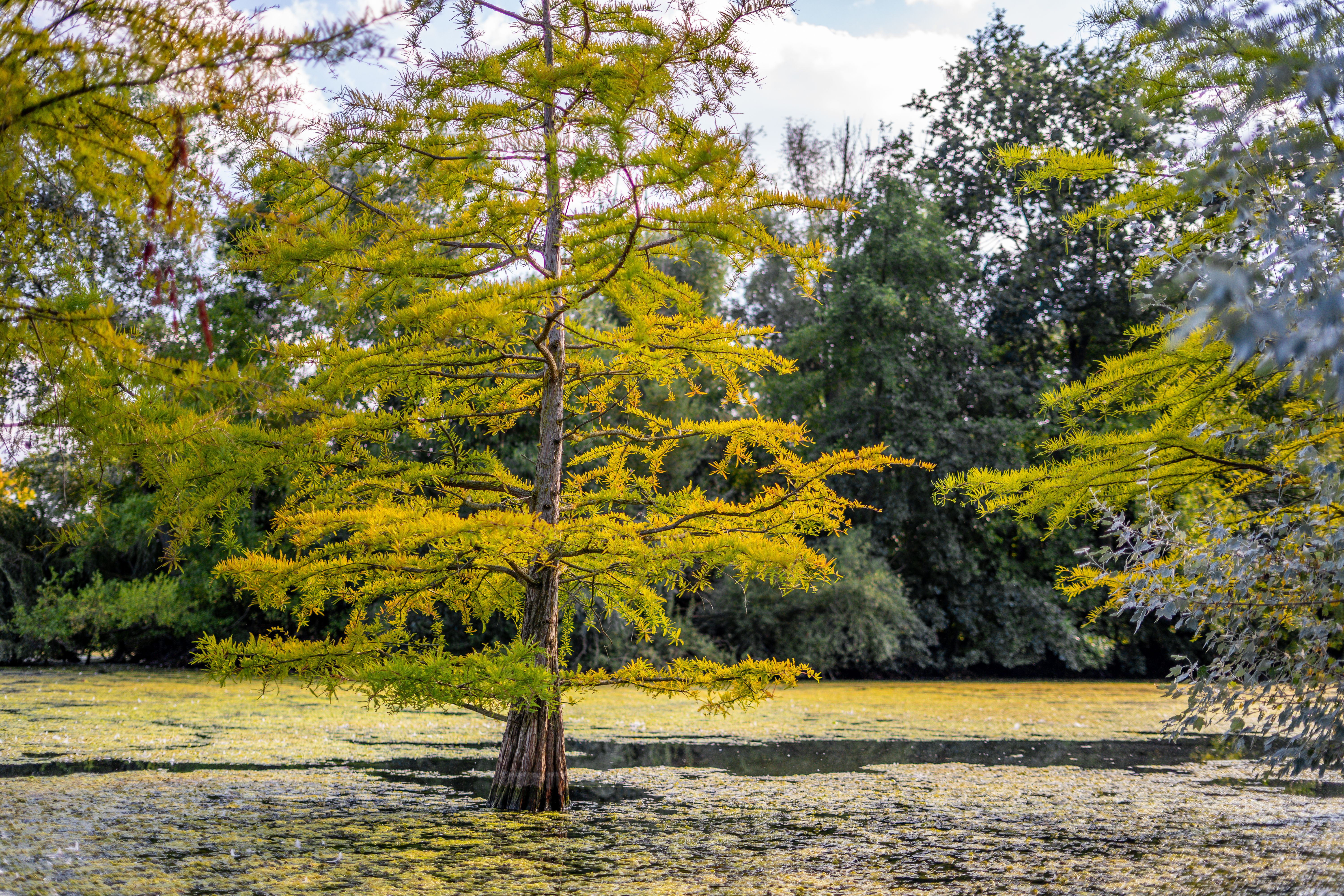 A tree in the middle of a swamp with yellow leaves · Free Stock Photo