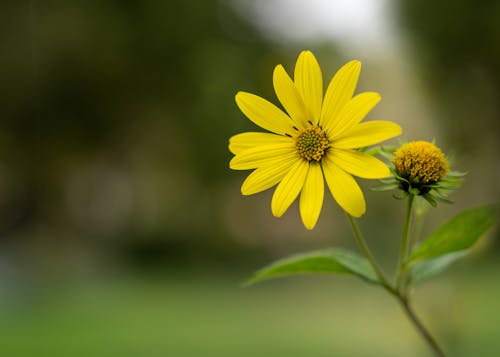 Yellow Flower in Nature