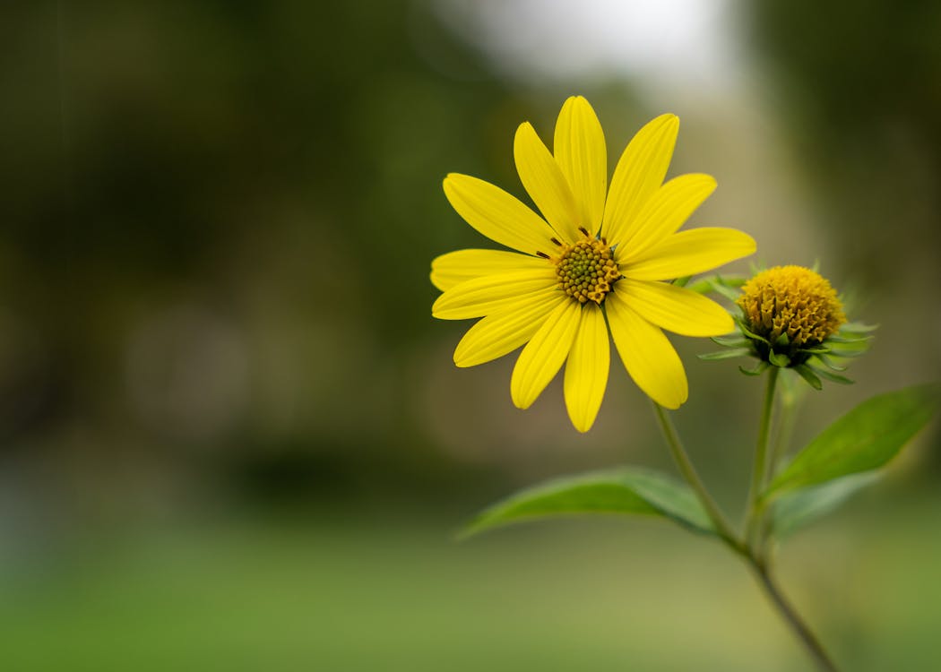 Kostnadsfri bild av blomma, färsk, gul