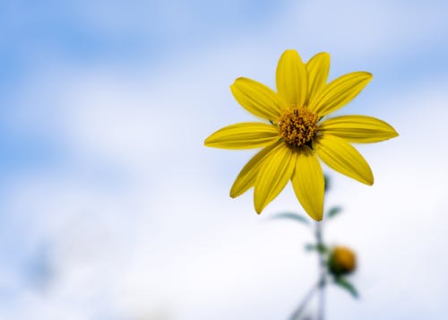A single yellow flower is shown against a blue sky
