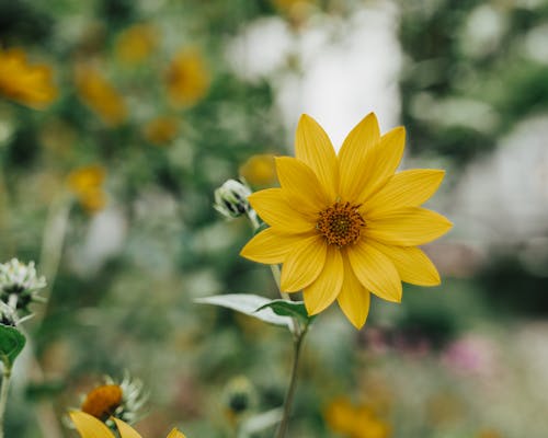 Ilmainen kuvapankkikuva tunnisteilla kasvi, keltainen, kukka