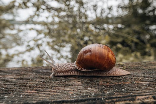 A detailed photograph of a snail on a wooden surface surrounded by a blurred natural background.