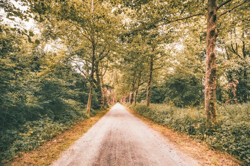 Trees and Bushes around Dirt Road in Forest