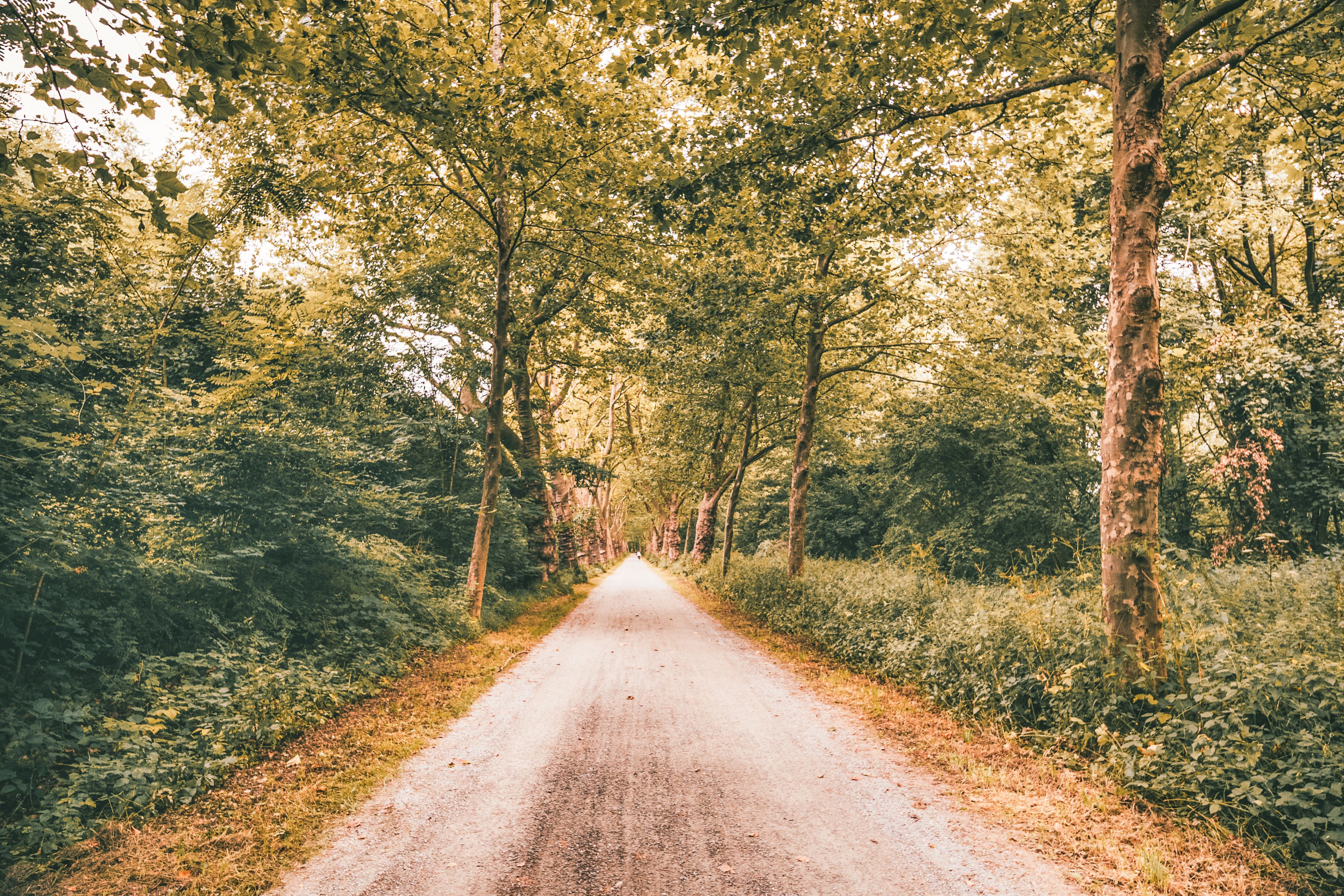 Trees and Bushes around Dirt Road in Forest · Free Stock Photo