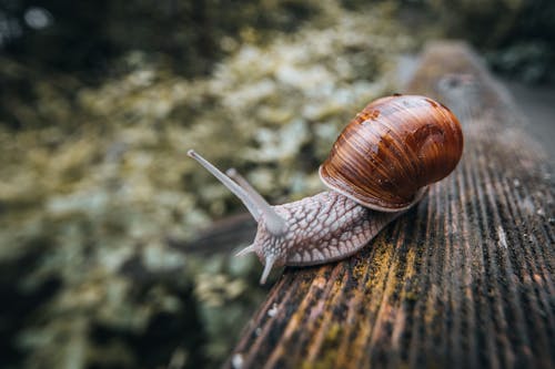 Snail on a Wood