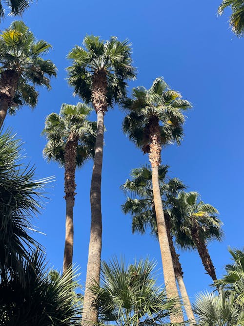 Photos gratuites de ciel bleu, palmiers