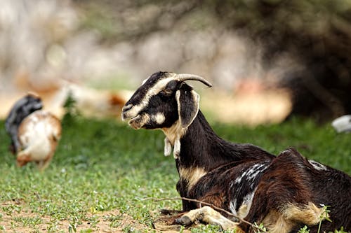 Black Goat Lying Down on Grass