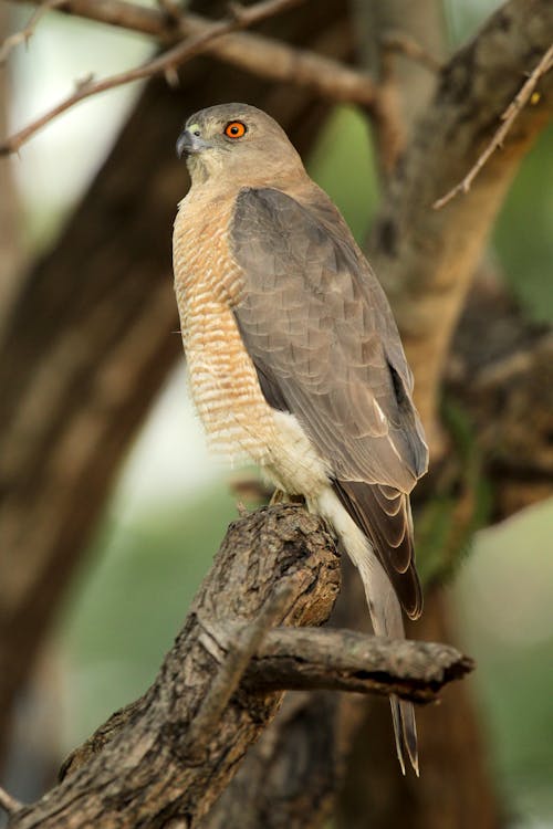 Shikra Bird on Tree