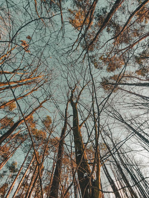 Foto stok gratis alam, bidikan sudut sempit, hutan