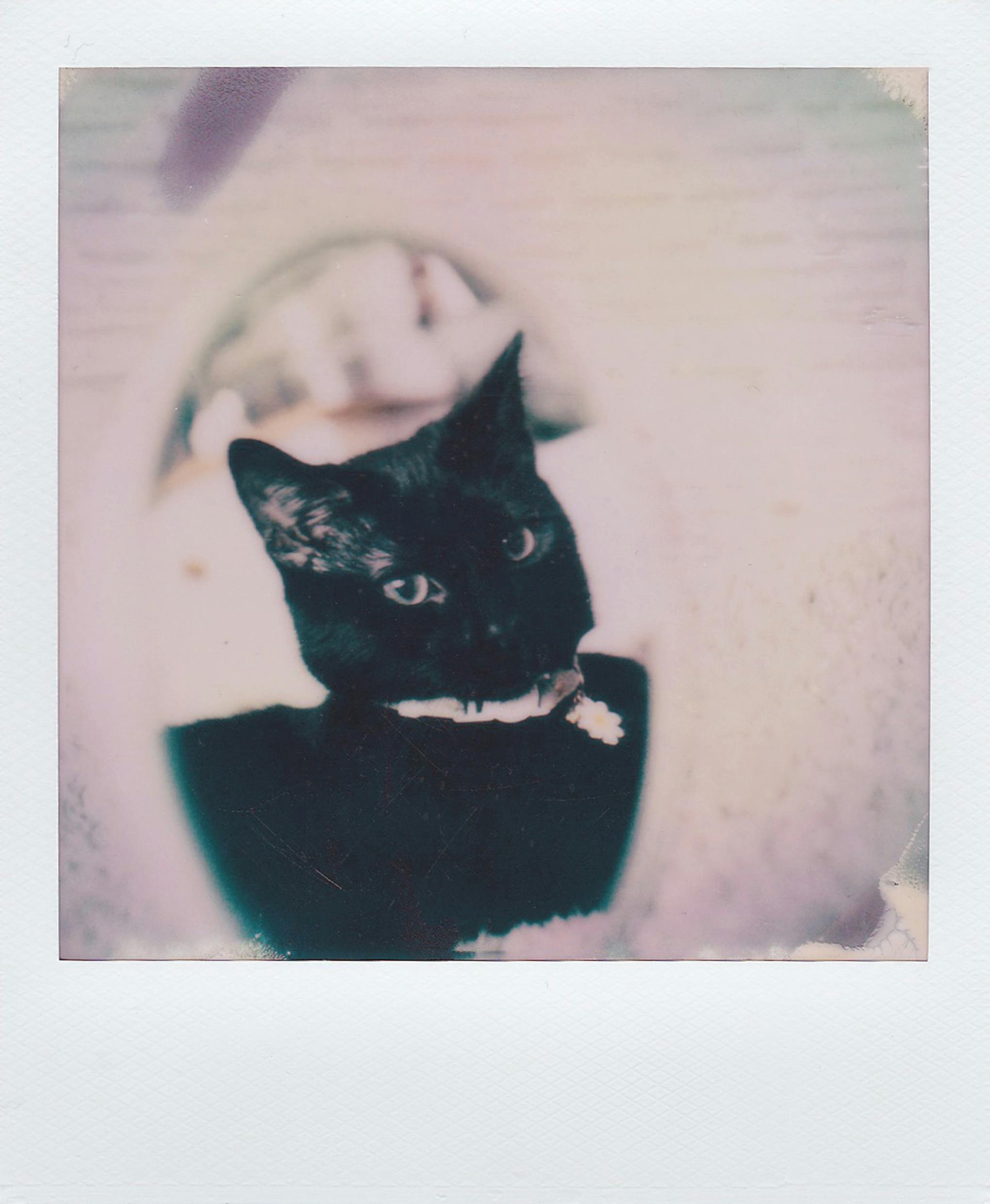 A captivating portrait of a black cat captured in a nostalgic vintage Polaroid style.