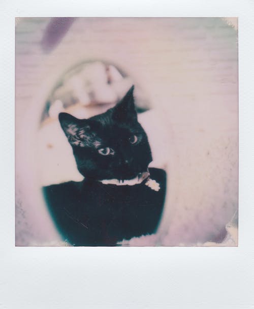 Kostenloses Stock Foto zu haustier, katze, polaroid