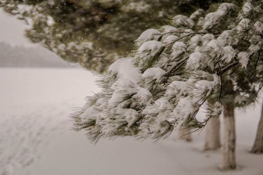 Serene winter scene of snow-covered pine trees in a rural landscape.
