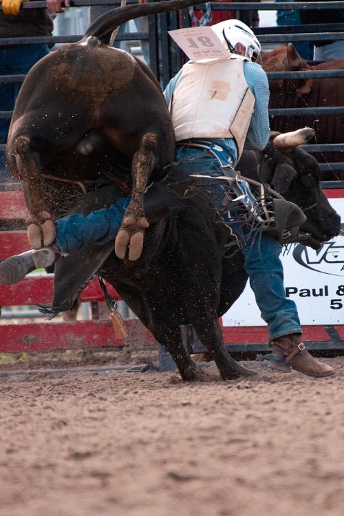 Bull Rodeo Front Cowboy on Bull in Rodeo · Free Stock Photo