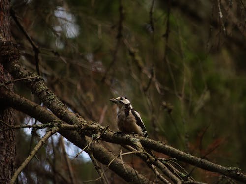 Woodpecker on Tree Branches