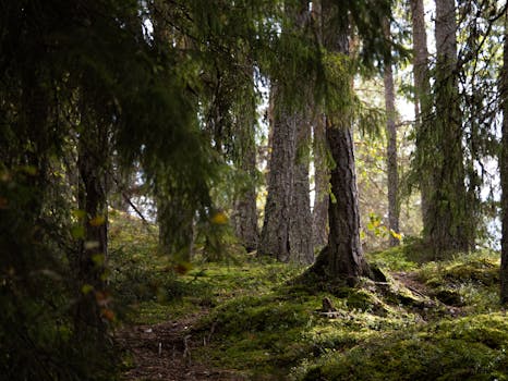 Image by Teemu Sironen