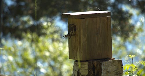 Ilmainen kuvapankkikuva tunnisteilla animal themes, bird feeder, birdhouse