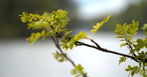 Ilmainen kuvapankkikuva tunnisteilla beauty in nature, branch, Close-up