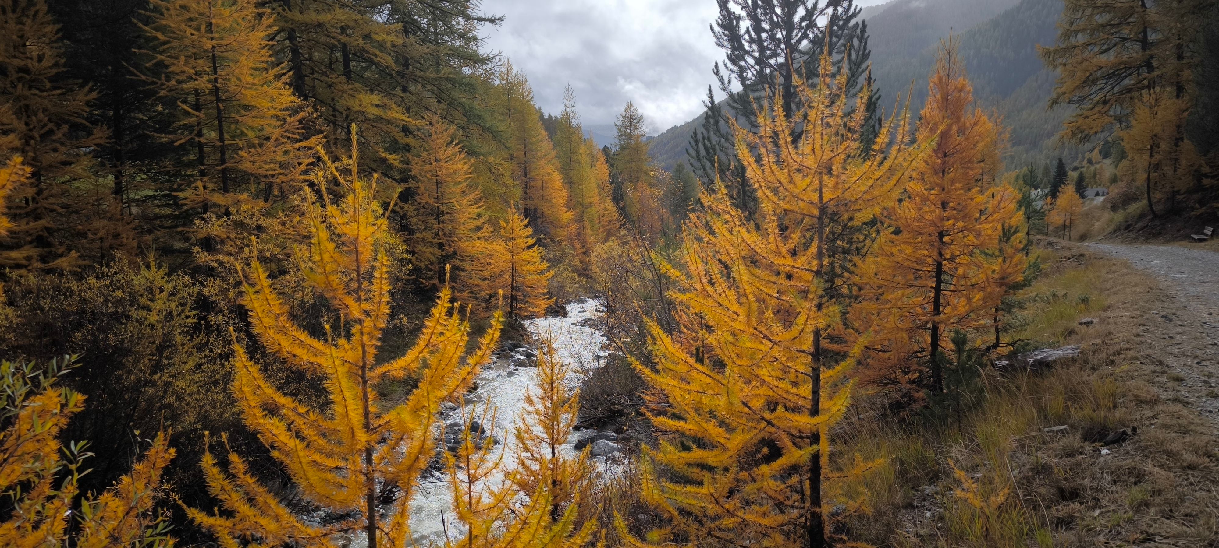 Scots pine forest and a mountain stream at Valsain in the Sierra de Guadarrama above Segovia