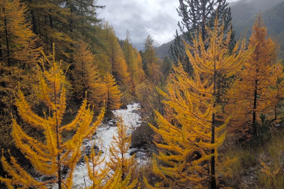 Golden larch forest beside a mountain river in autumn — larch tree care and when to call an arborist in Surrey BC