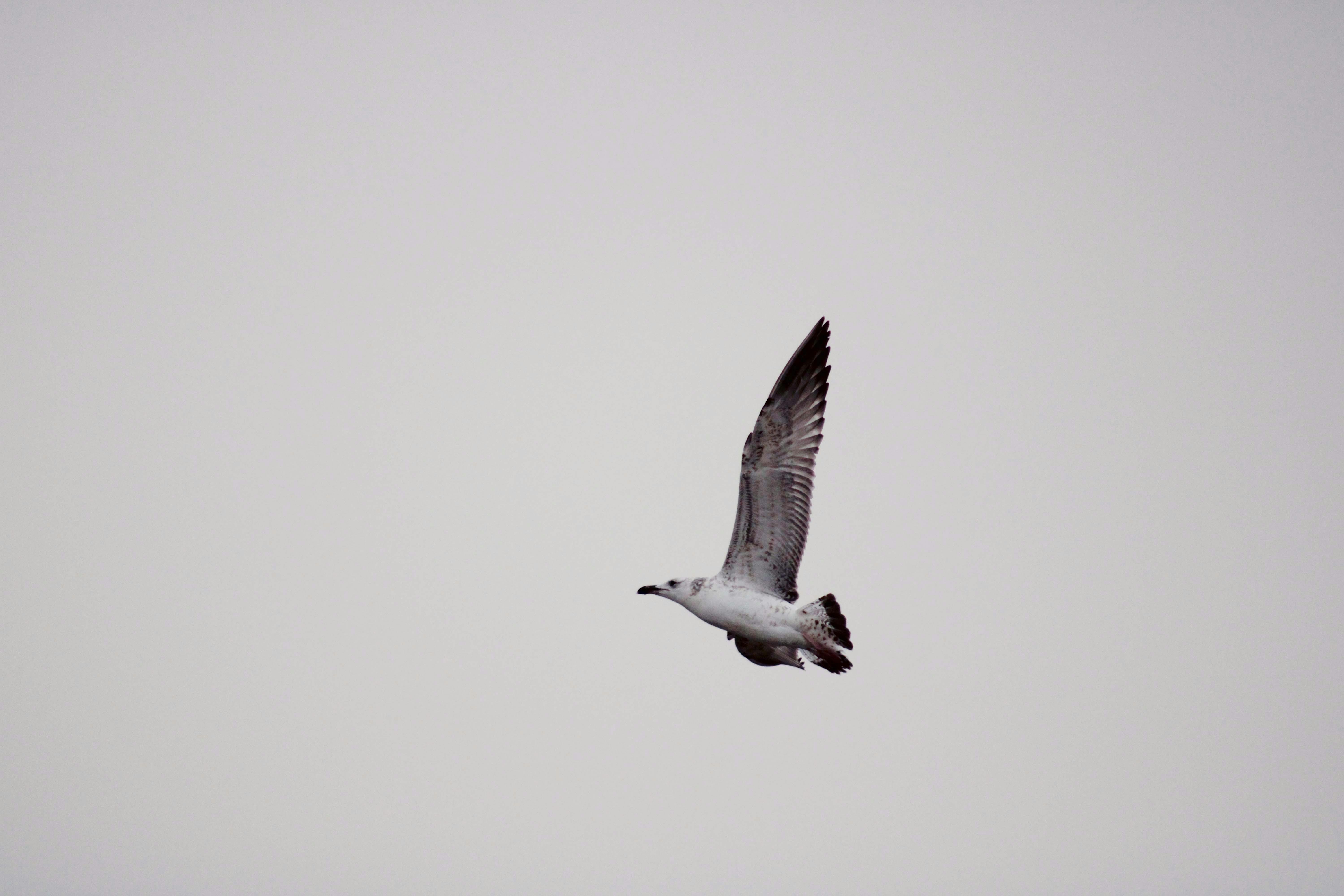 Free Stock Photo Of Blacksea Flying Bird Sky