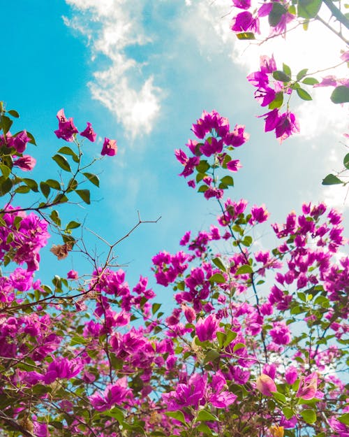 Free stock photo of beautiful flowers, beautiful nature, blue sky