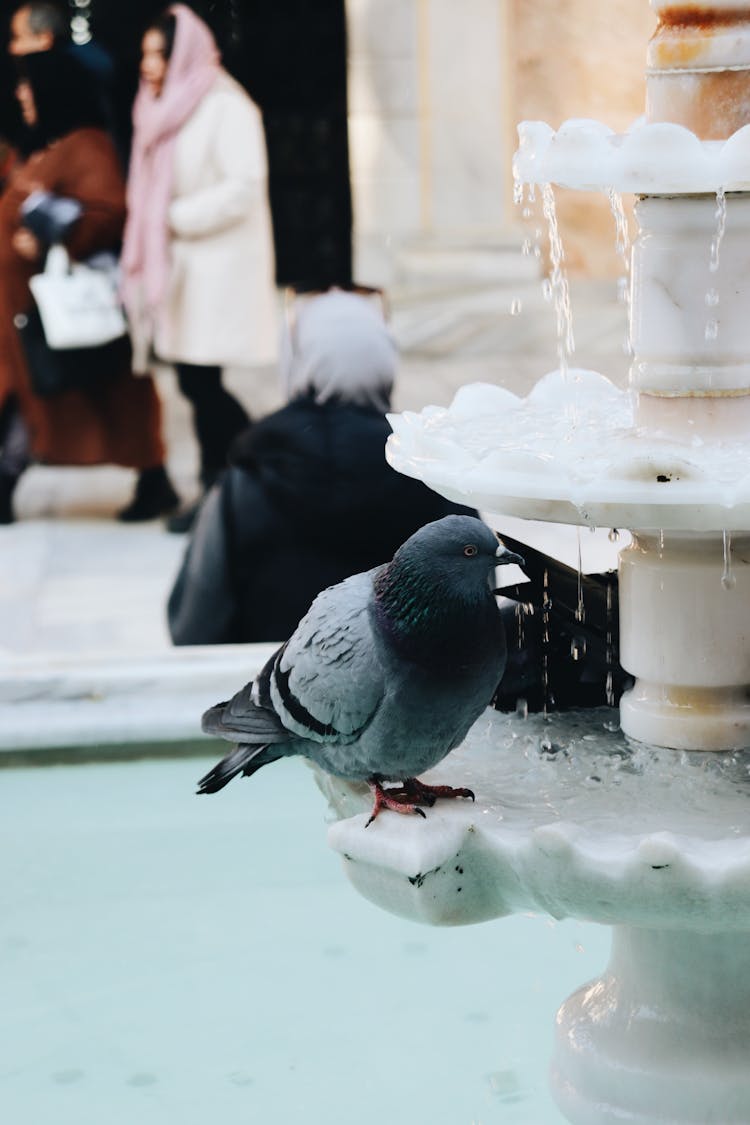 Pigeon Drinking From A City Fountain