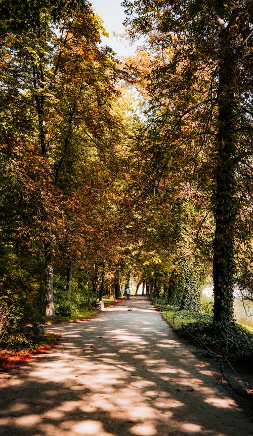 Free A serene walkway through a lush park lined with tall trees, perfect for a peaceful stroll. Stock Photo