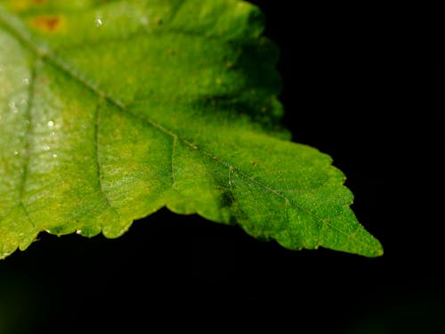 Closeup of a Green Leaf