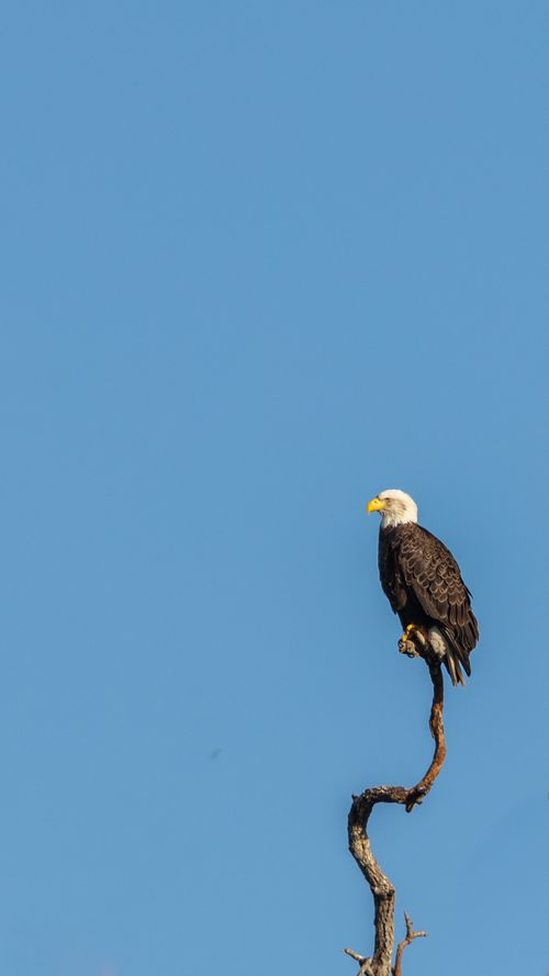 Free A stunning bald eagle perched on a branch against a clear blue sky, captured in a vertical shot. Stock Photo