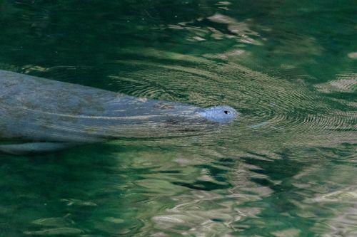 Free Closeup of a manatee swimming peacefully in a greenish pond, creating gentle ripples. Stock Photo