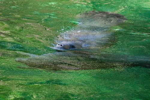 Free A seal peacefully swims in vibrant green pond water, creating ripples. Stock Photo