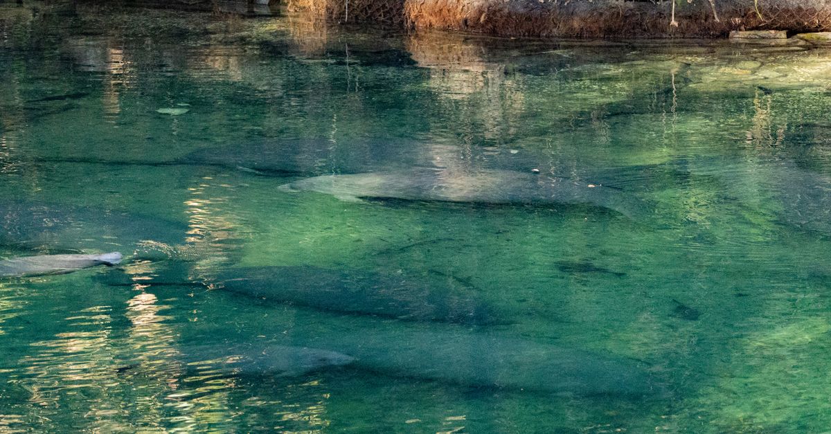 Peaceful aquatic scene with manatees under clear green water in a natural habitat.