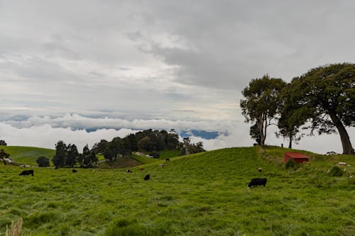 A view of the clouds and grassy hills from a hill