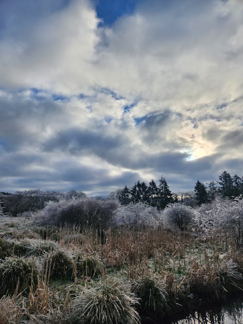 Clouded Sky and a Field with Frosted Plants