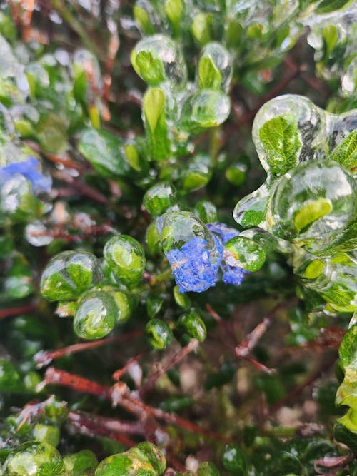 A small blue flower is growing on a plant