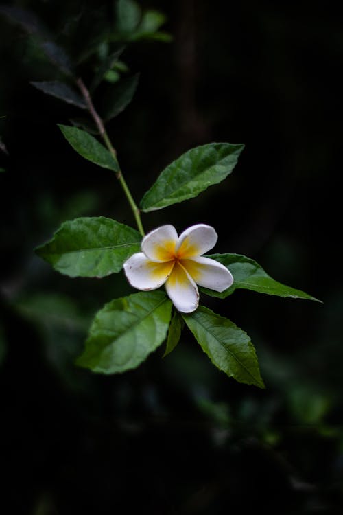 素馨花, 花 的 免費圖庫相片