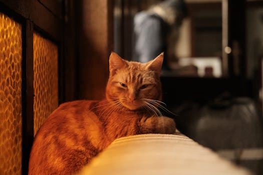 Ginger cat lounging indoors with warm lighting in an İstanbul home, capturing cozy ambiance.