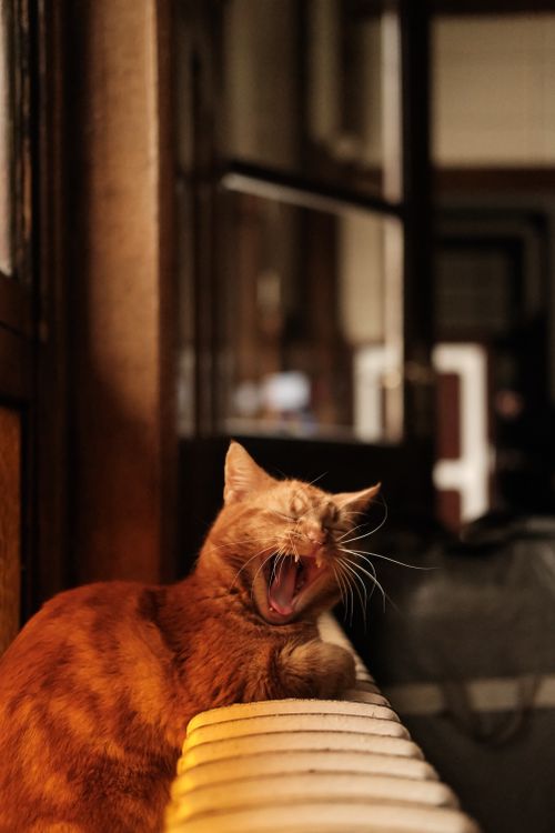 Free Ginger cat yawning on a radiator indoors in a cozy setting, İstanbul. Stock Photo