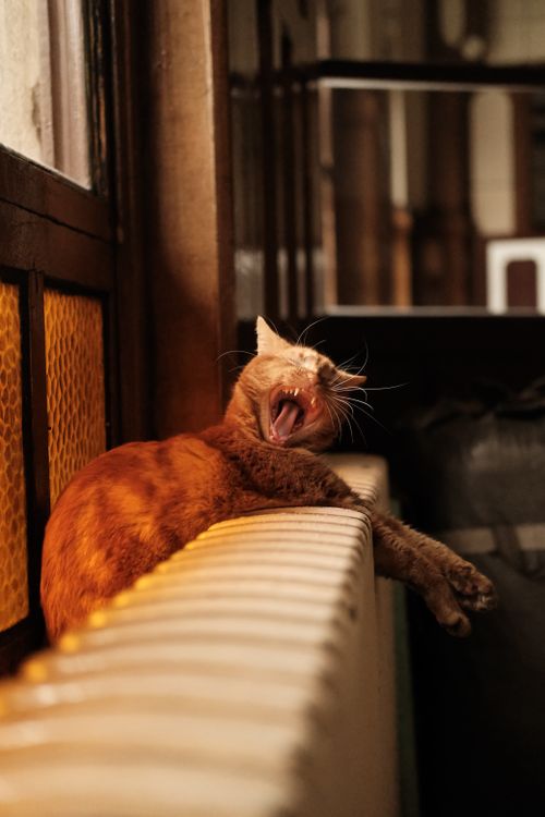 Free A ginger cat comfortably yawning while lying on a warm radiator indoors in Istanbul. Stock Photo
