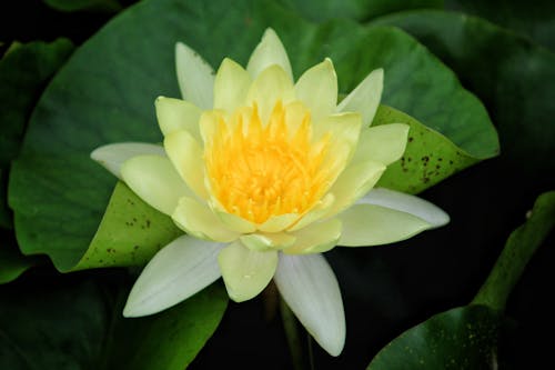 Yellow Lotus Flower