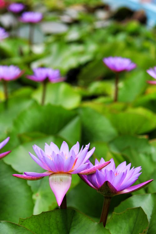 Free Purple Lotus Flowers Stock Photo