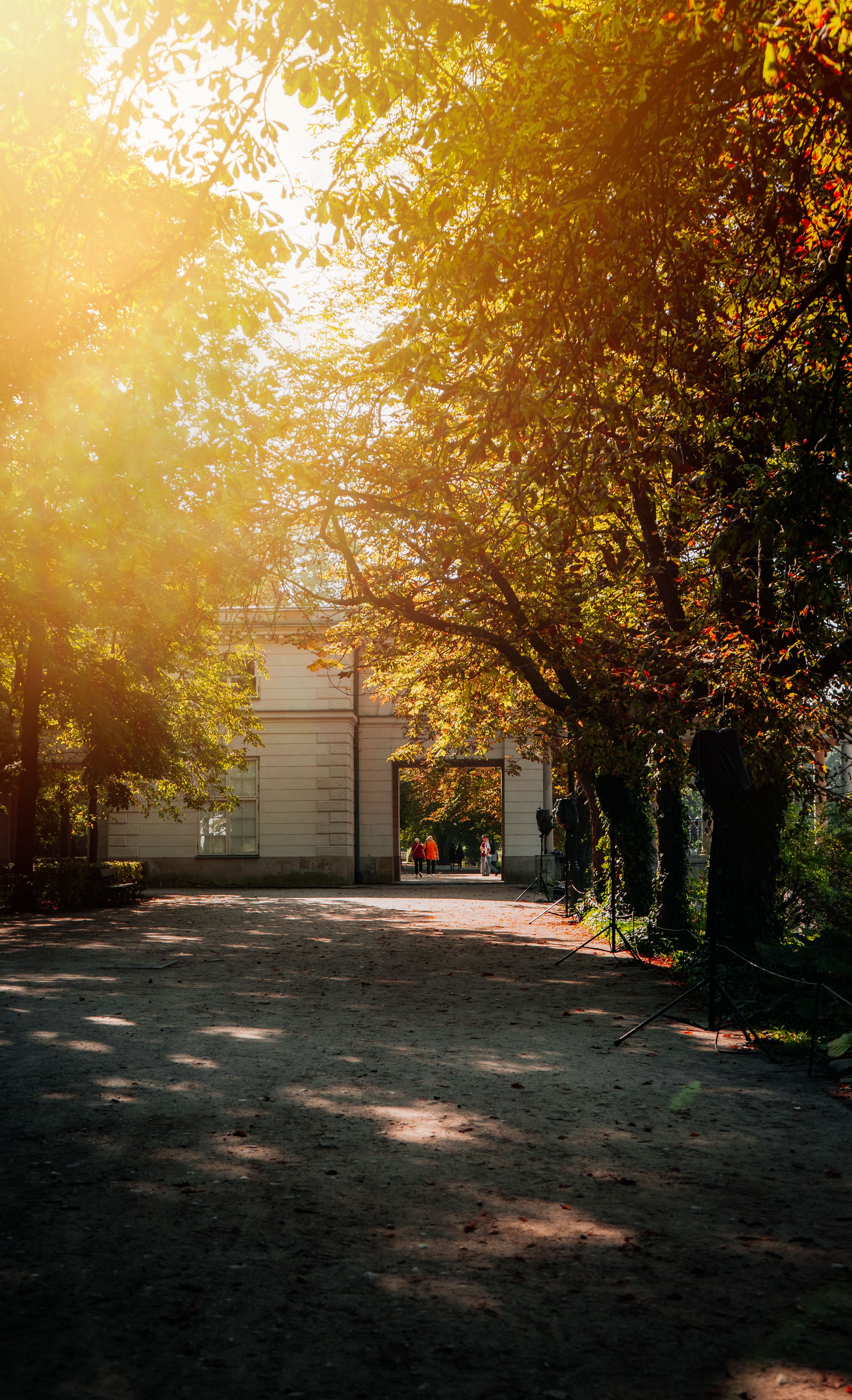 Trees in Park at Sunset · Free Stock Photo