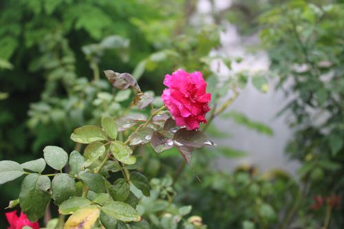 Free Fresh rose Stock Photo