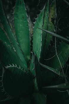 一株带刺绿色龙舌兰植物的特写，清晰展现了其纹理与锋利感