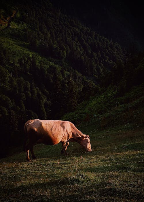 Cow on Grassland on Hill