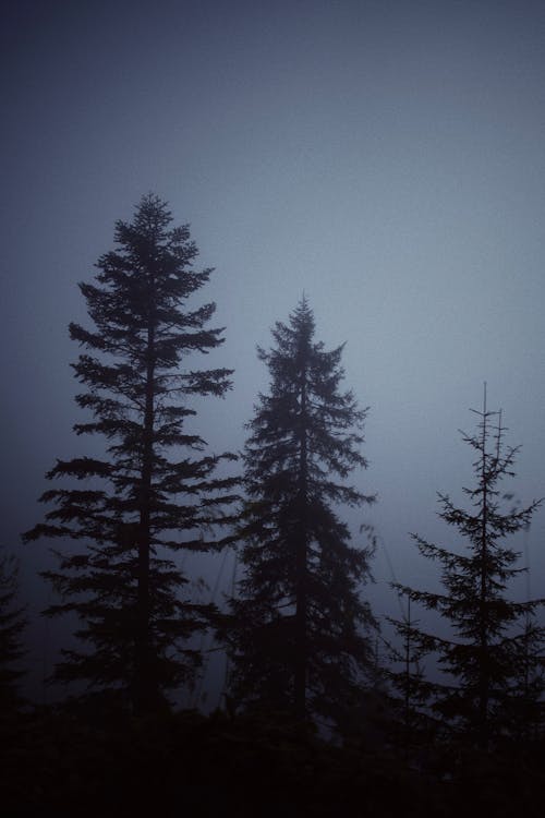 Fog over Evergreen Forest