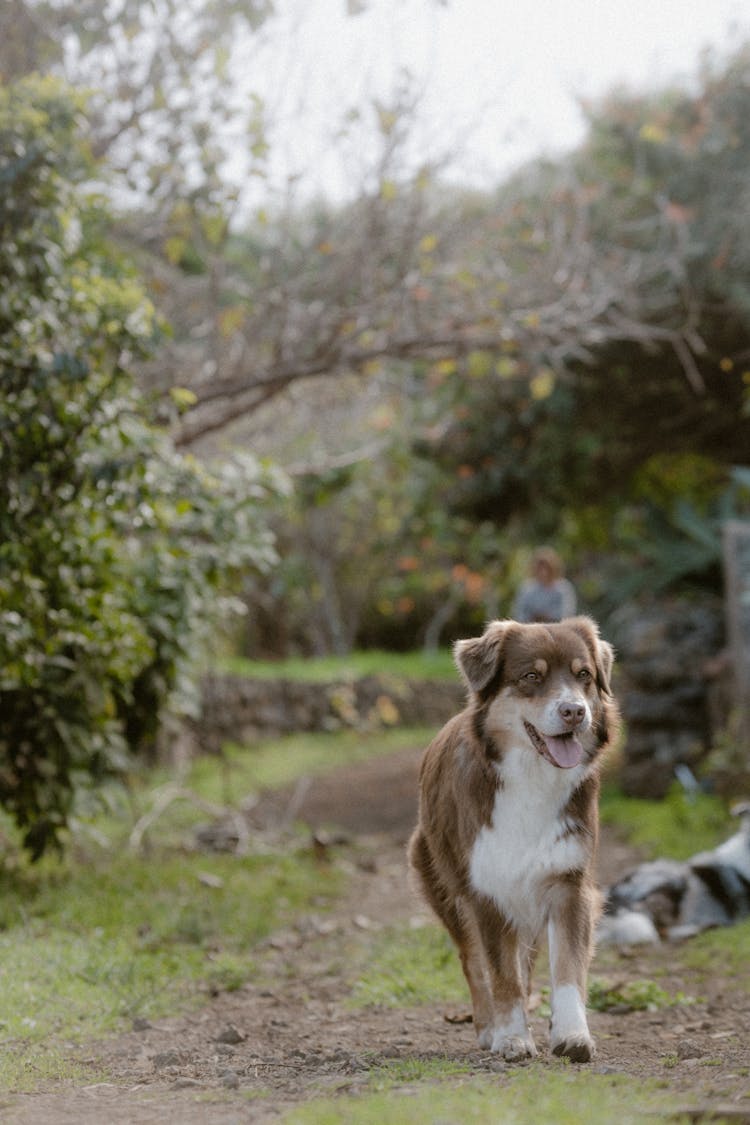 Brown Dog Walking Along The Path