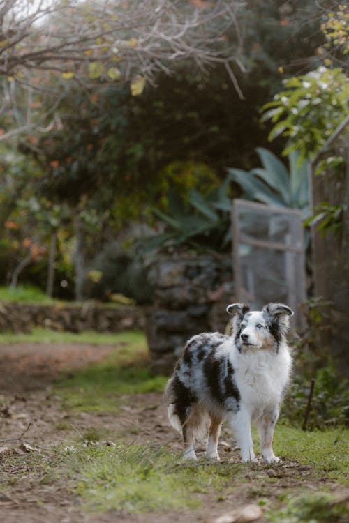 Imagine de stoc gratuită din adorabil, animal de casă, arbori